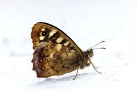 Speckled Wood Butterfly 487