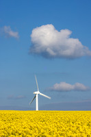 Rape Seed Field with Wind Turbine 464