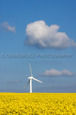 Rape Seed Field with Wind Turbine 464