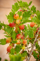 Ripening gooseberries 530