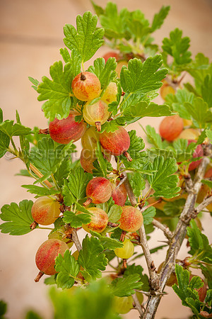 Ripening gooseberries 530