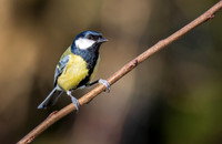 Great Tit 526