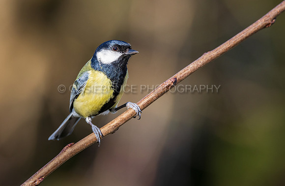 Great Tit 526