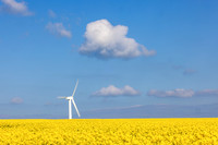 Wind Turbine in Rape Seed Field 469