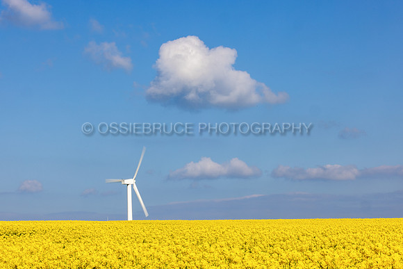 Wind Turbine in Rape Seed Field 469