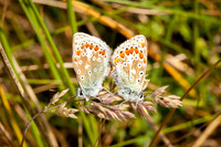 Common blue butterflies 523