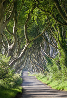 Dark Hedges 307