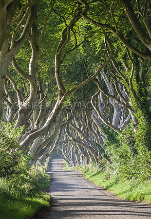 Dark Hedges 307