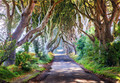 Dark Hedges 355