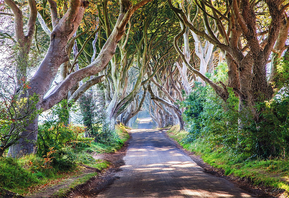 Dark Hedges 355