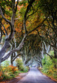Dark Hedges Autumn 357