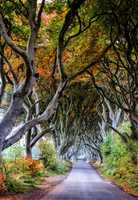 Dark Hedges Autumn 357