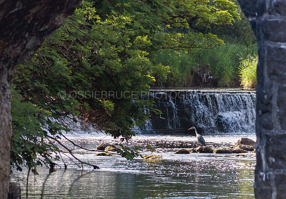 Heron on River Bush 352