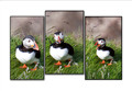 Rathlin Island Puffins 224