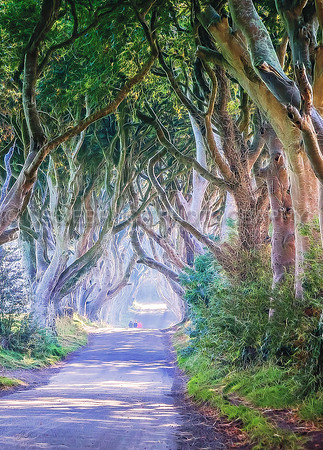 Stroll in the Dark Hedges 356