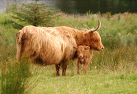 Highland Calf 045