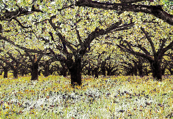 The Orchard 291