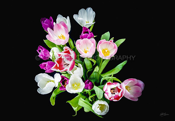 Tulips 258