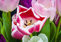 Tulips 259