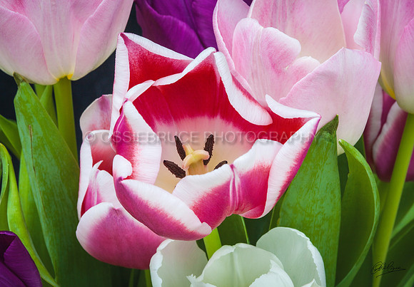 Tulips 259