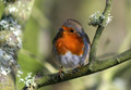 Winter Robin 143