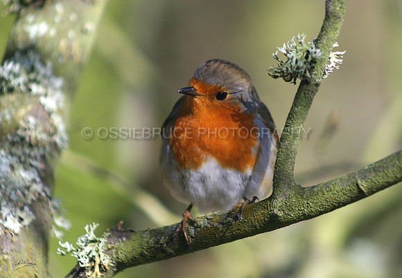 Winter Robin 143