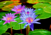 Electric Lillies 317