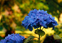 After the Rain 047