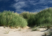 Sand Dunes 101