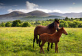 Mournes Horses 065