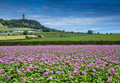 Scrabo In Bloom 388