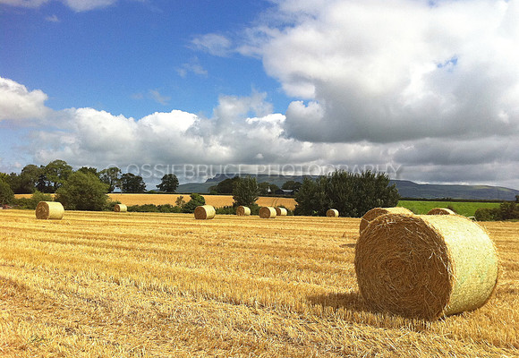Binevenagh Bales 179