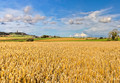Scrabo Barley Field 248