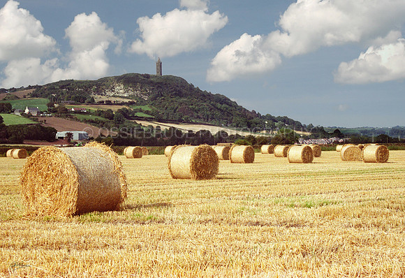 Scrabo Bales 103