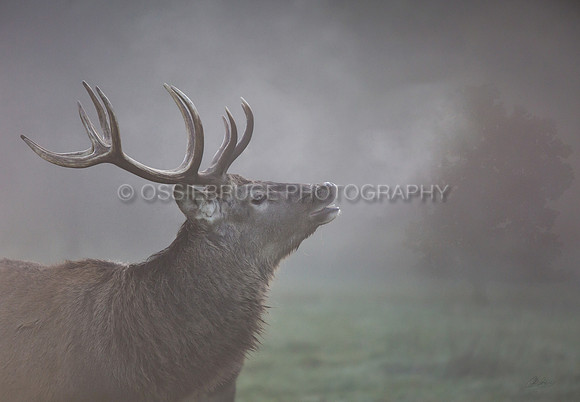 Stag 403
