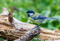 Blue Tit 408