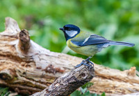 Blue Tit 408