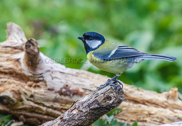 Blue Tit 408