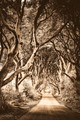 Dark Hedges 424