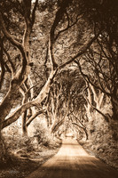 Dark Hedges 424