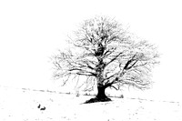 Tranquil Isolation 536
