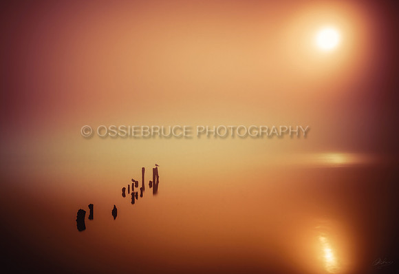 Misty Morning 394