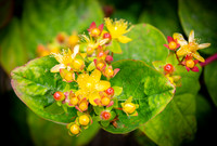 Flowering st john's wort 525