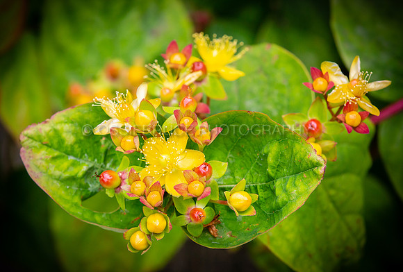 Flowering st john's wort 525