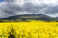 Rape Seed Field Binevenagh Mountain 463
