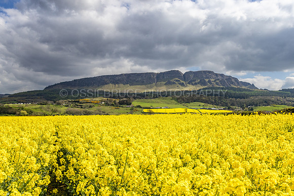 Rape Seed Field Binevenagh Mountain 463