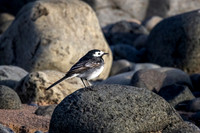 Pied Wagtail Runkerry Beach 476