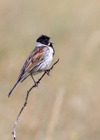 Common Reed Bunting in Full Song 535