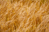 Ripening barley 529