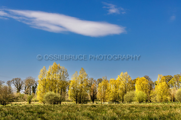 Spring Poplars 474